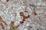 Polished Mushroom Jasper Slab - Arizona #184822-1